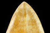 Serrated, Fossil Megalodon Tooth - Inch Indonesian Tooth! #148969-4